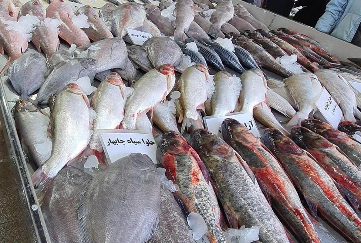 ماهیهای جنوب و شمال