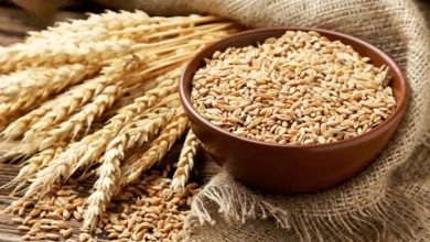 قیمت تضمینی گندم