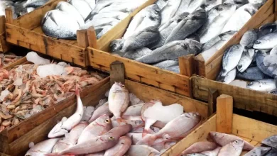 قیمت ماهی