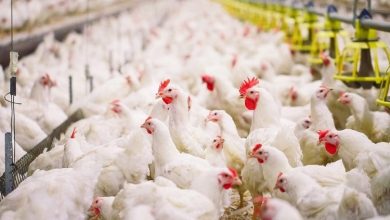 قیمت مرغ