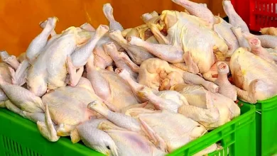 قیمت مرغ گرم