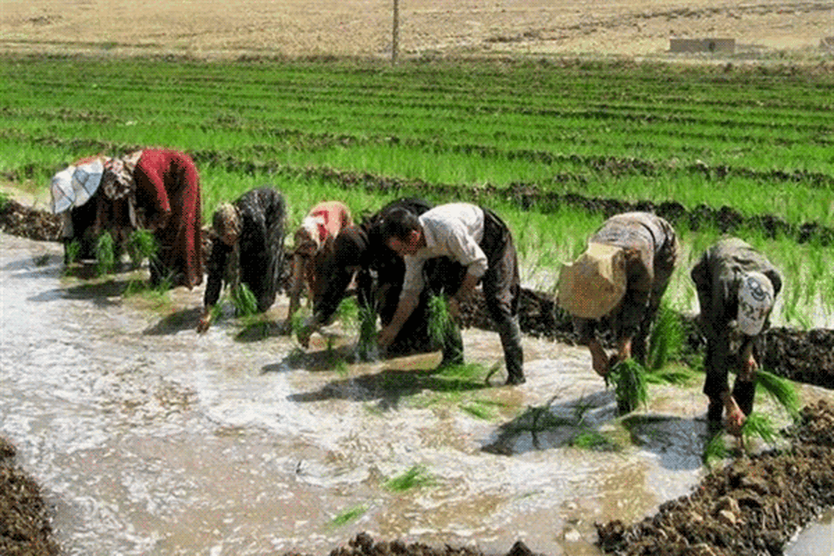 برنج سفید
