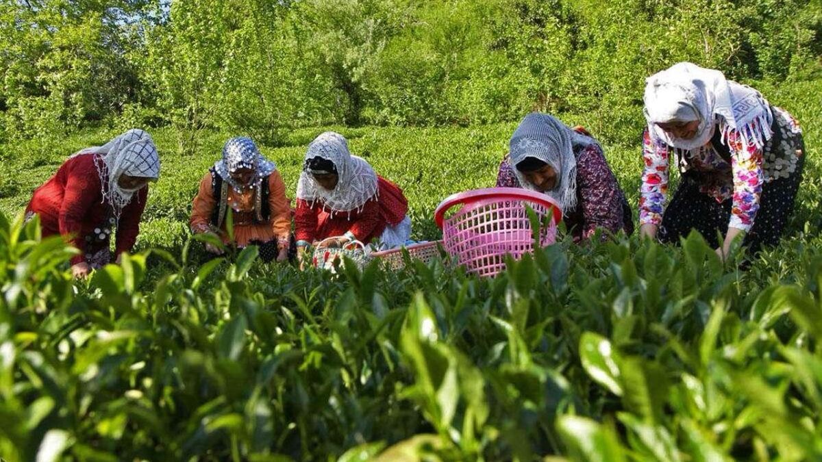 برگ سبز