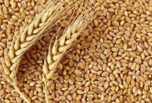قیمت خرید تضمینی گندم