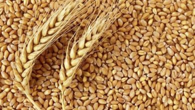 قیمت خرید تضمینی گندم