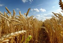 قیمت تضمینی گندم