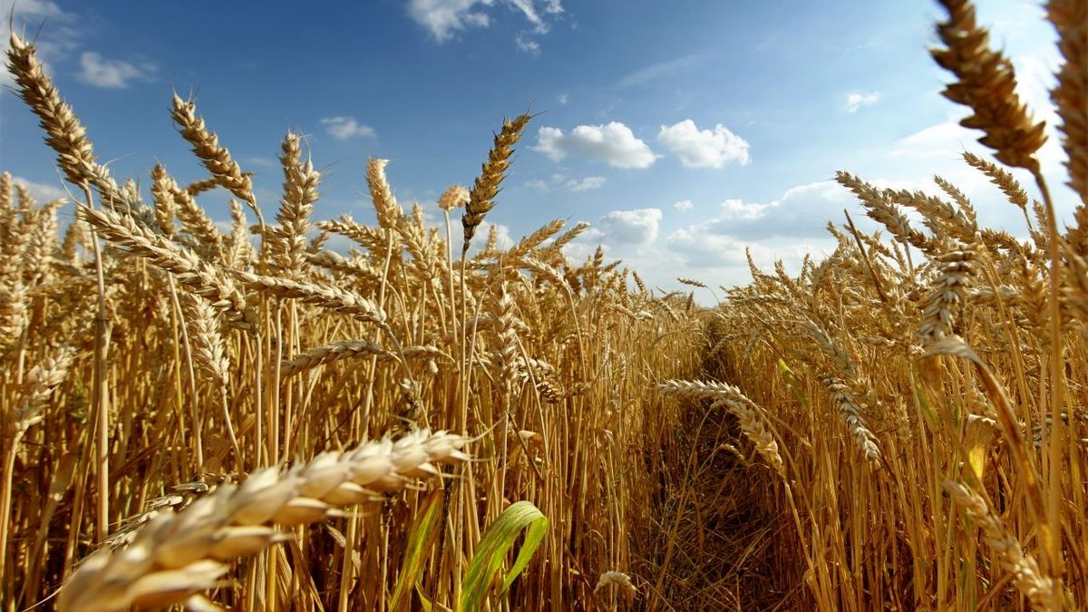 قیمت تضمینی گندم