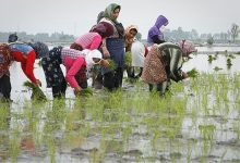 هشدار وزارت جهاد کشاورزی درباره کشت غیرمجاز برنج در ۱۷ استان