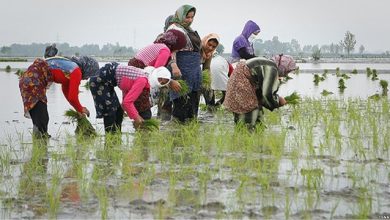 هشدار وزارت جهاد کشاورزی درباره کشت غیرمجاز برنج در ۱۷ استان
