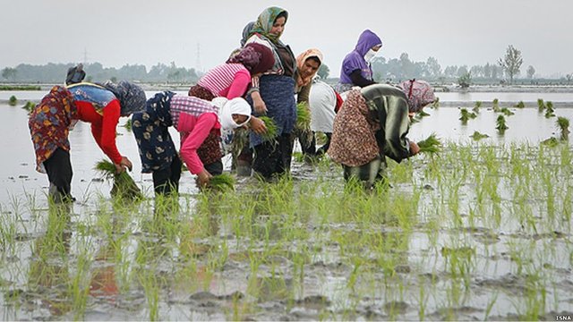 هشدار وزارت جهاد کشاورزی درباره کشت غیرمجاز برنج در ۱۷ استان