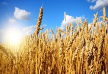 گندم در انتظار قیمت