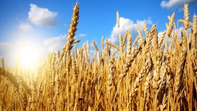 گندم در انتظار قیمت