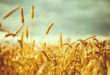 گندم چه قیمتی پیدا می‌کند
