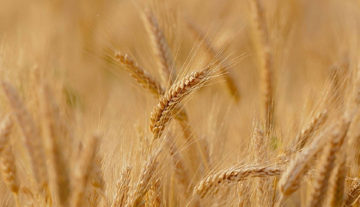 نرخ خرید تضمینی