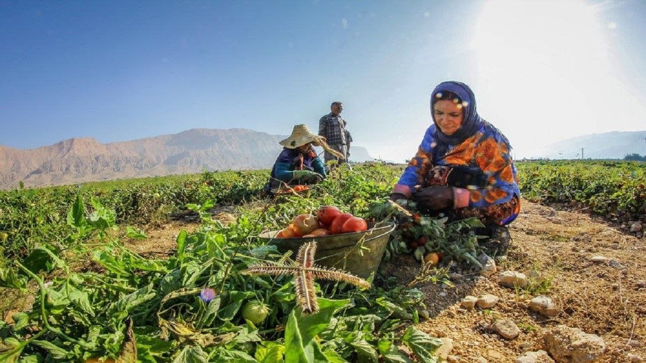 دولت ۱۰۰ درصد حق بیمه زنان سرپرست خانوار روستایی را پرداخت می‌کند