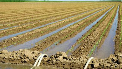 برای عبور از بحران، مصرف آب کشاورزی باید به نصف کاهش یابد