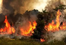 آتش سوزی جنگل الیت