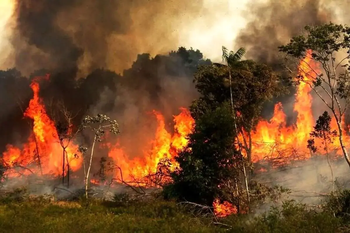 آتش سوزی جنگل الیت