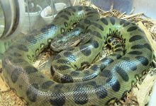 سنگین‌ترین مار جهان