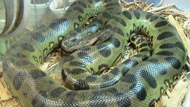 سنگین‌ترین مار جهان