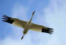 انقراض درنای سیبری در ایران: فیلمساز «در نوبت انقراض» هشدار می‌دهد!