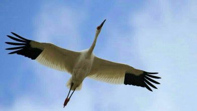 انقراض درنای سیبری در ایران: فیلمساز «در نوبت انقراض» هشدار می‌دهد!