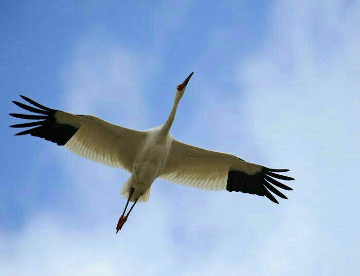 انقراض درنای سیبری در ایران: فیلمساز «در نوبت انقراض» هشدار می‌دهد!