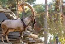 روز دانش‌آموز