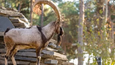 روز دانش‌آموز