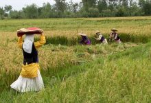 برنج گلستان