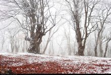 مازندران برفی