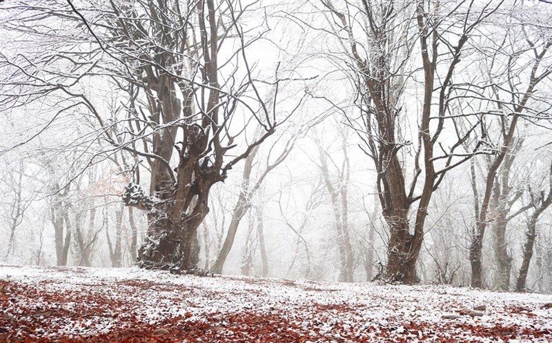 مازندران برفی