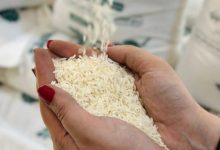 برنج ایرانی بحران آب