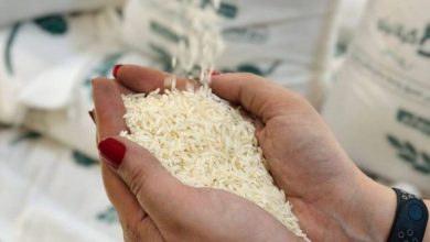 برنج ایرانی بحران آب