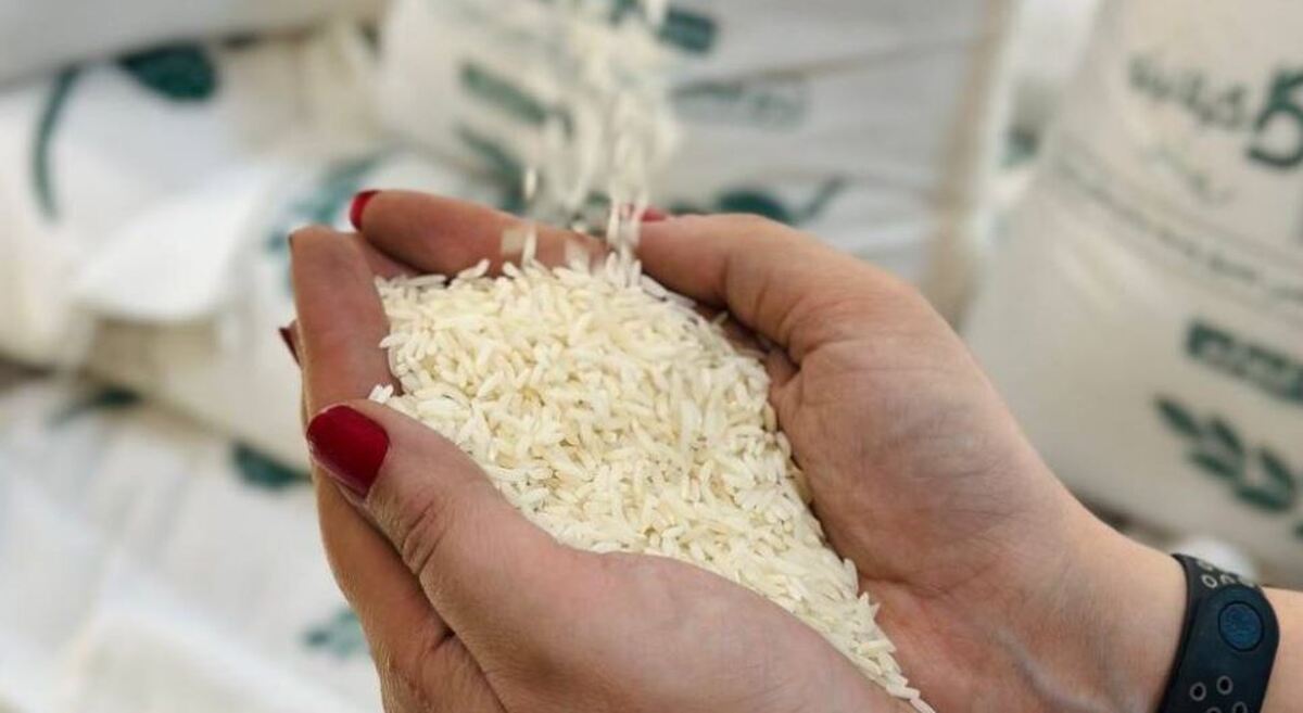 برنج ایرانی بحران آب