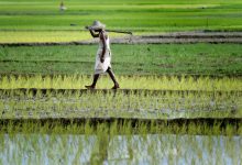 برنج باسماتی