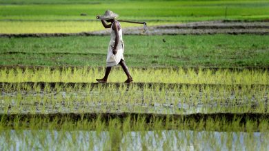 برنج باسماتی