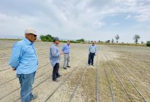 برنج مقاوم به خشکی؛ گام جدید ایران و چین در بهبود تولیدات کشاورزی