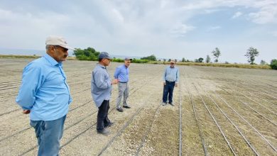 برنج مقاوم به خشکی؛ گام جدید ایران و چین در بهبود تولیدات کشاورزی