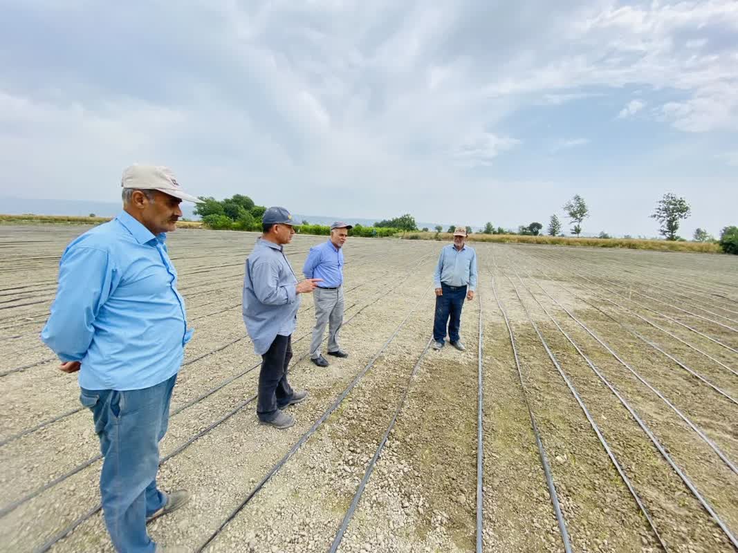 برنج مقاوم به خشکی؛ گام جدید ایران و چین در بهبود تولیدات کشاورزی