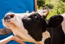 بیماری تب برفکی