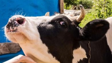 بیماری تب برفکی