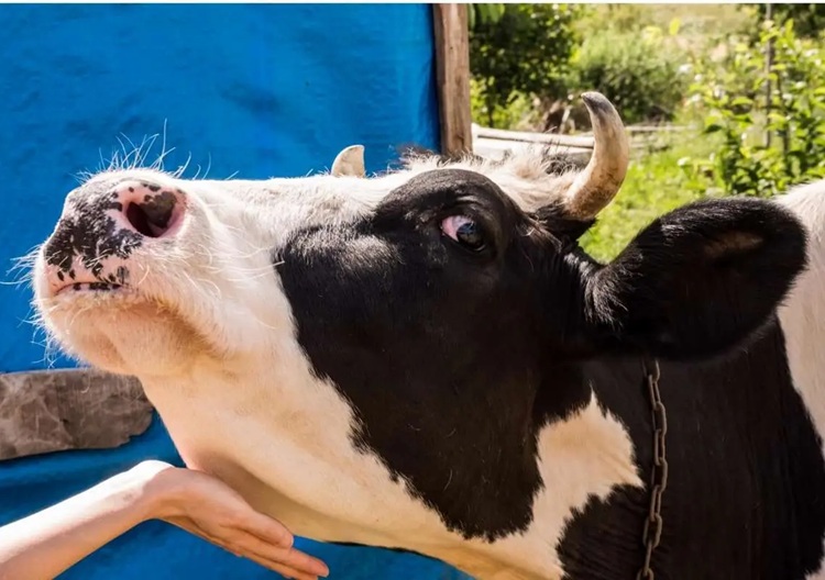 بیماری تب برفکی