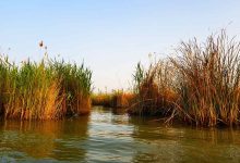 حق‌آبه تالاب شادگان تنها ۵۰ درصد اختصاص یافته و ۵۸ درصد خشک است