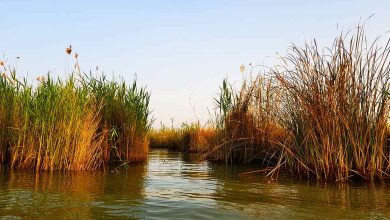 حق‌آبه تالاب شادگان تنها ۵۰ درصد اختصاص یافته و ۵۸ درصد خشک است