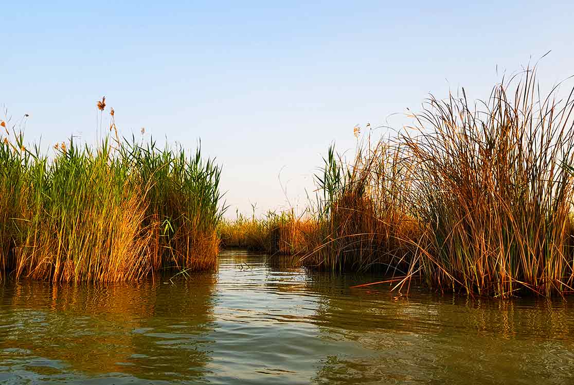 حقآبه تالاب شادگان تنها ۵۰ درصد اختصاص یافته و ۵۸ درصد خشک است