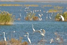 تالاب هورالعظیم قربانی پروژه‌های بی‌ارزیابی شد