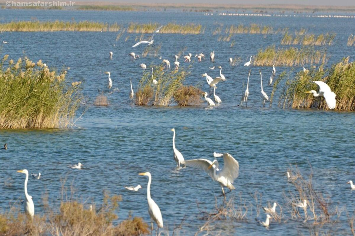 تالاب هورالعظیم قربانی پروژه‌های بی‌ارزیابی شد