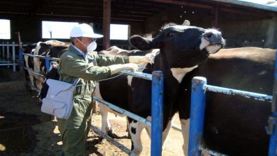 کنترل تب برفکی