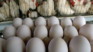 تولید تخم مرغ